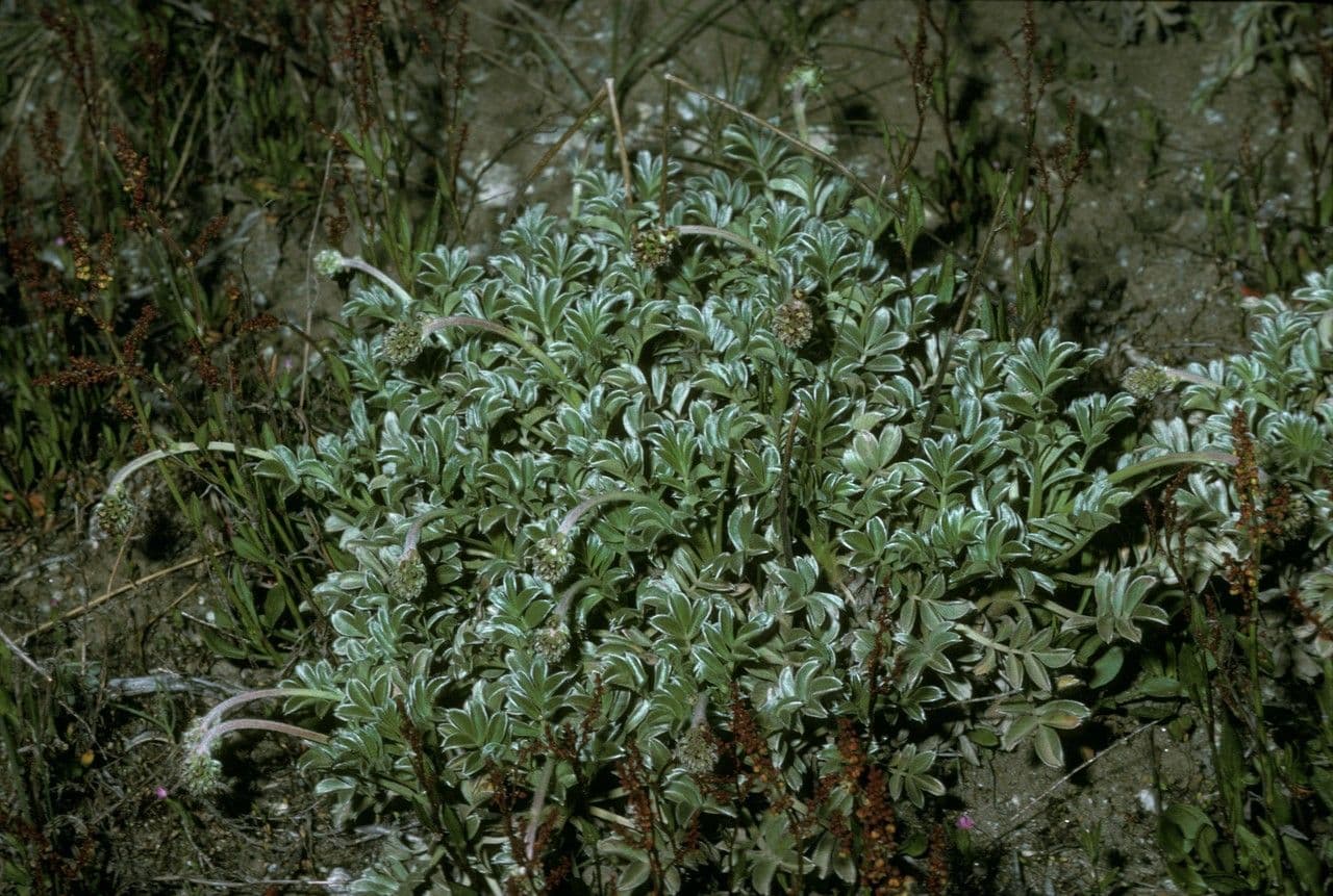 Acaena