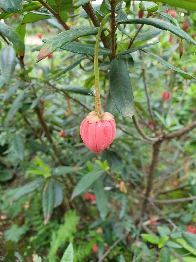 Crinodendron