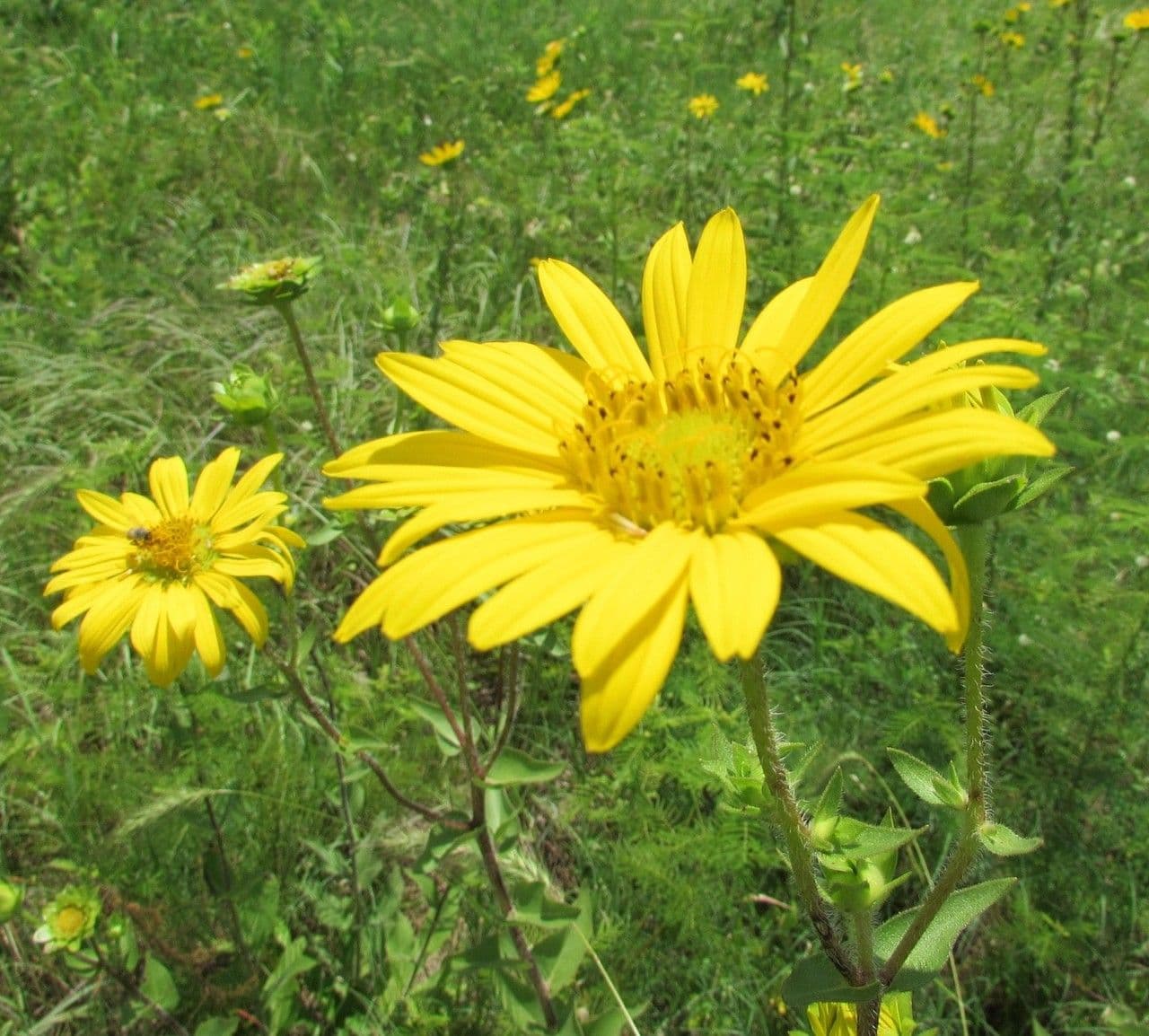 Raues Silphium 2