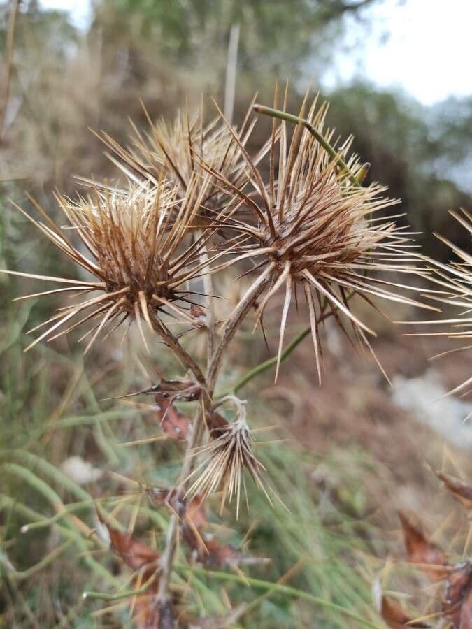 Ptilostemon