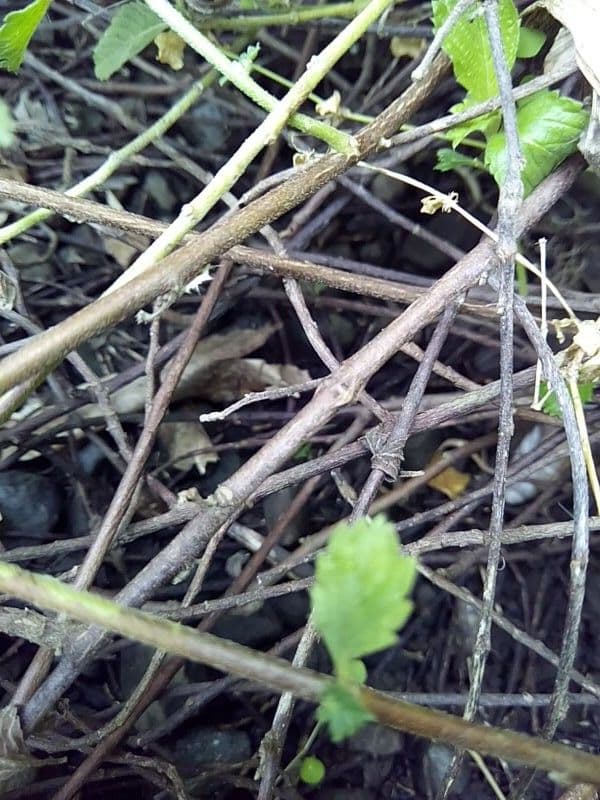 Turnera subulata 18