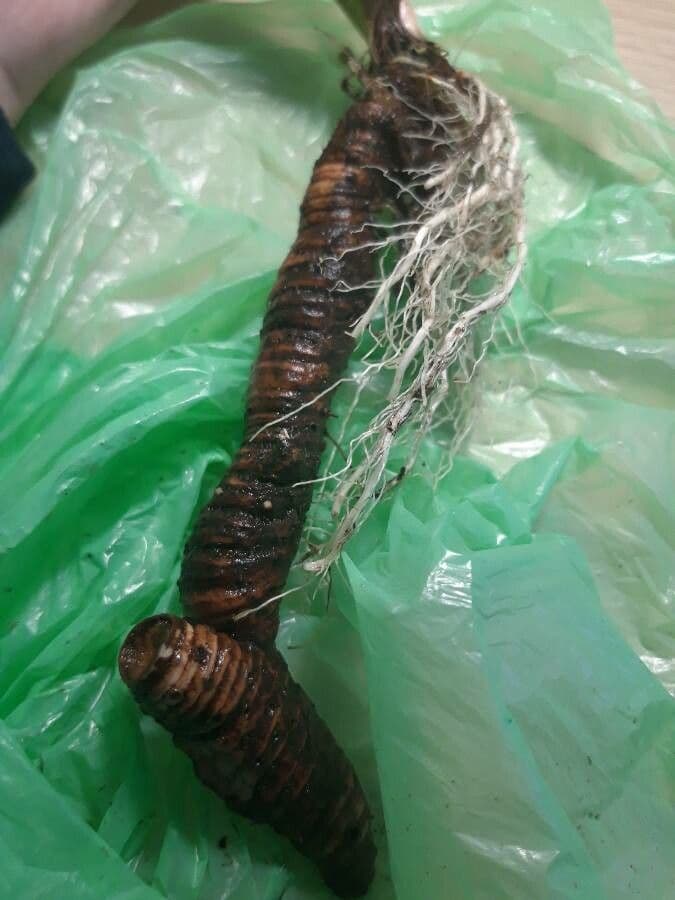 Sumpf-Schwertlilie 28