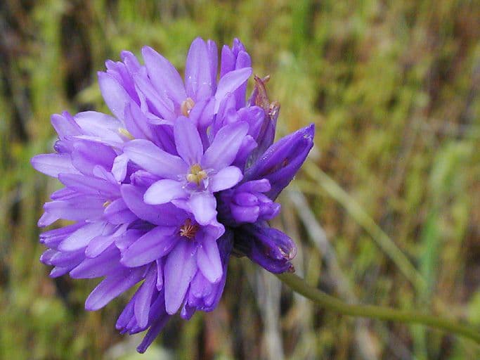 Dichelostemma congestum 2