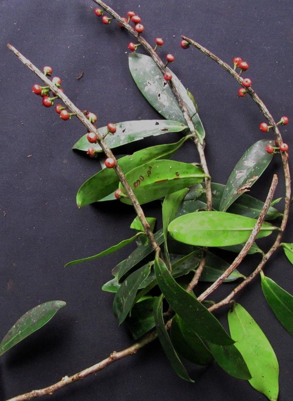 Ruyschia 2