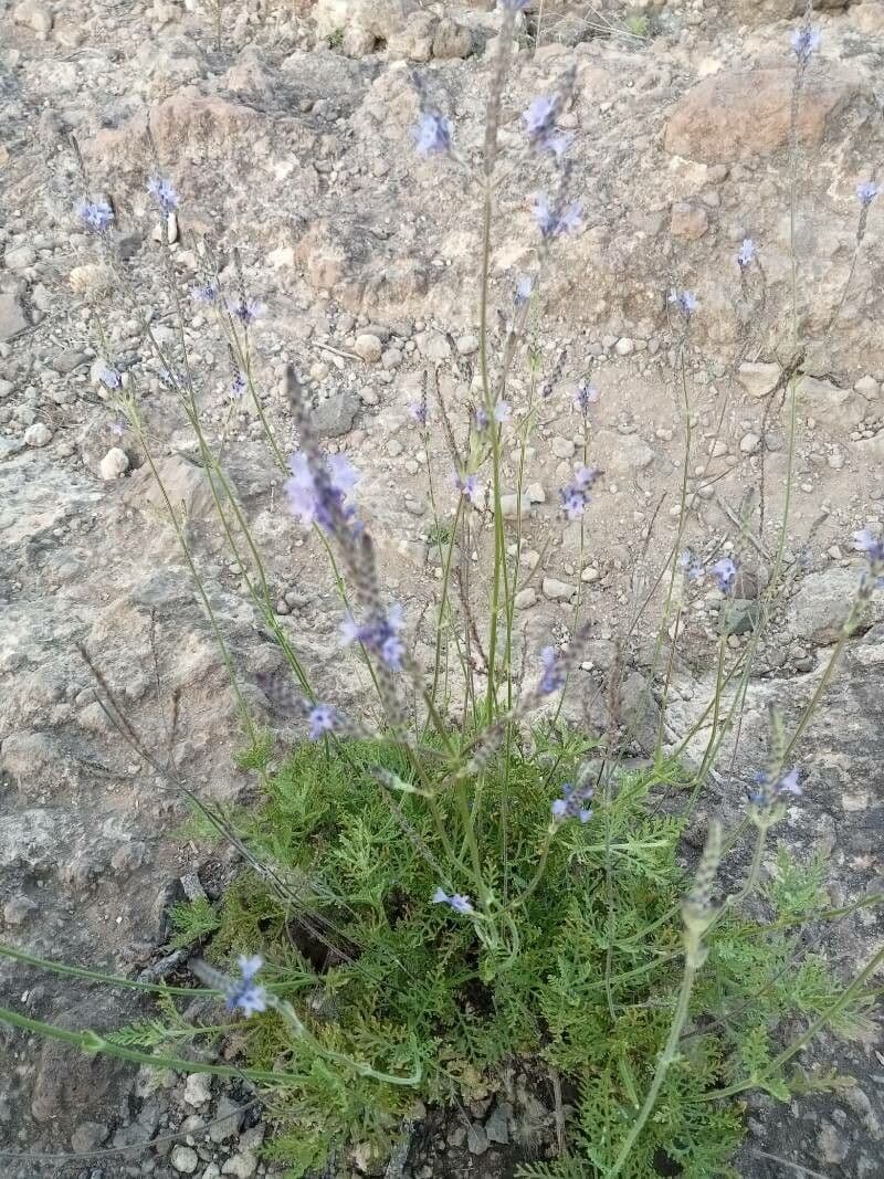 Lavanda pinnata 5