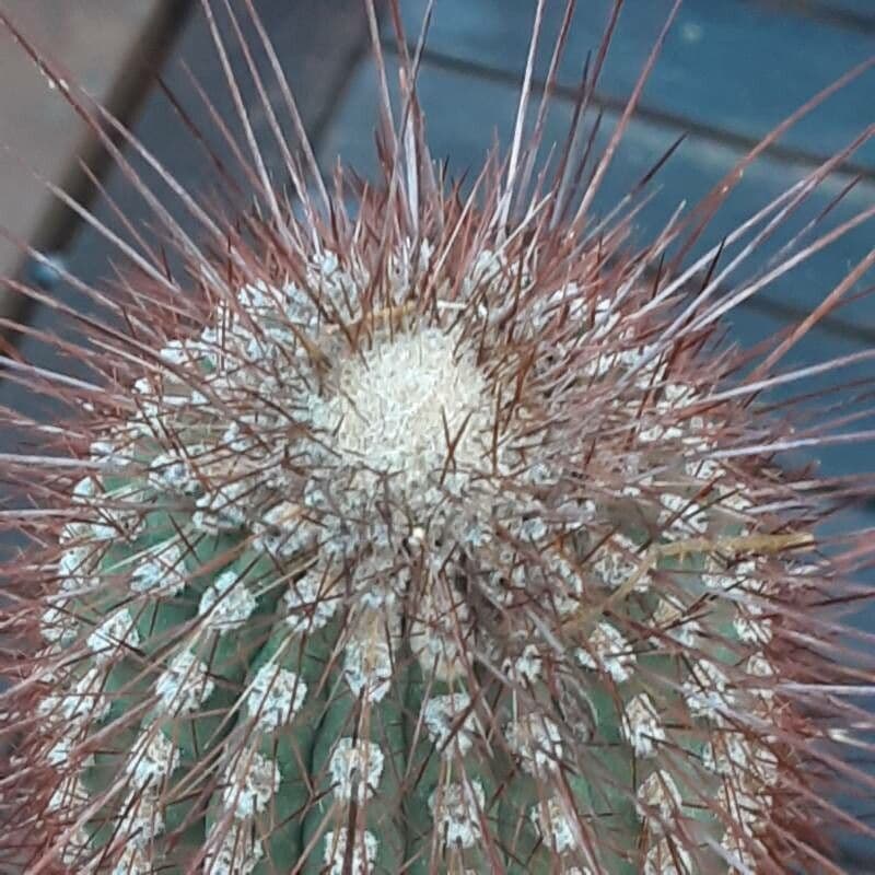 Cleistocactus 16
