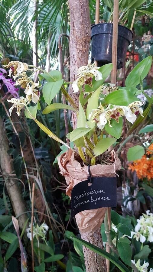 Dendrobium