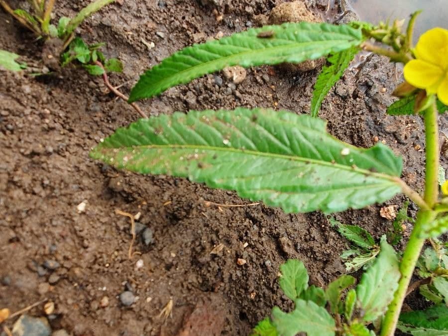 Corchorus trilocularis 18