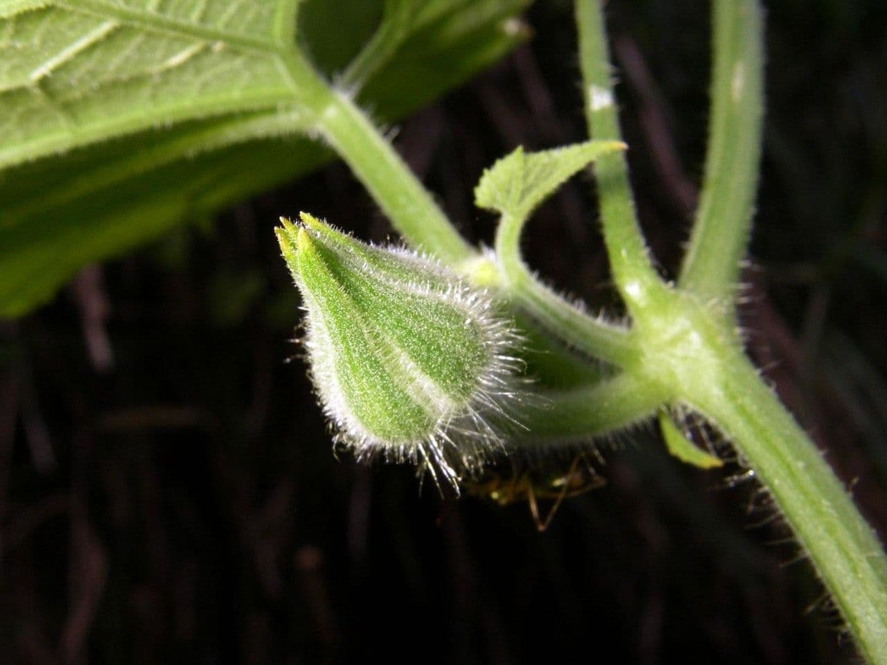 Polyclathra