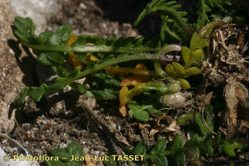 Morisia monanthos