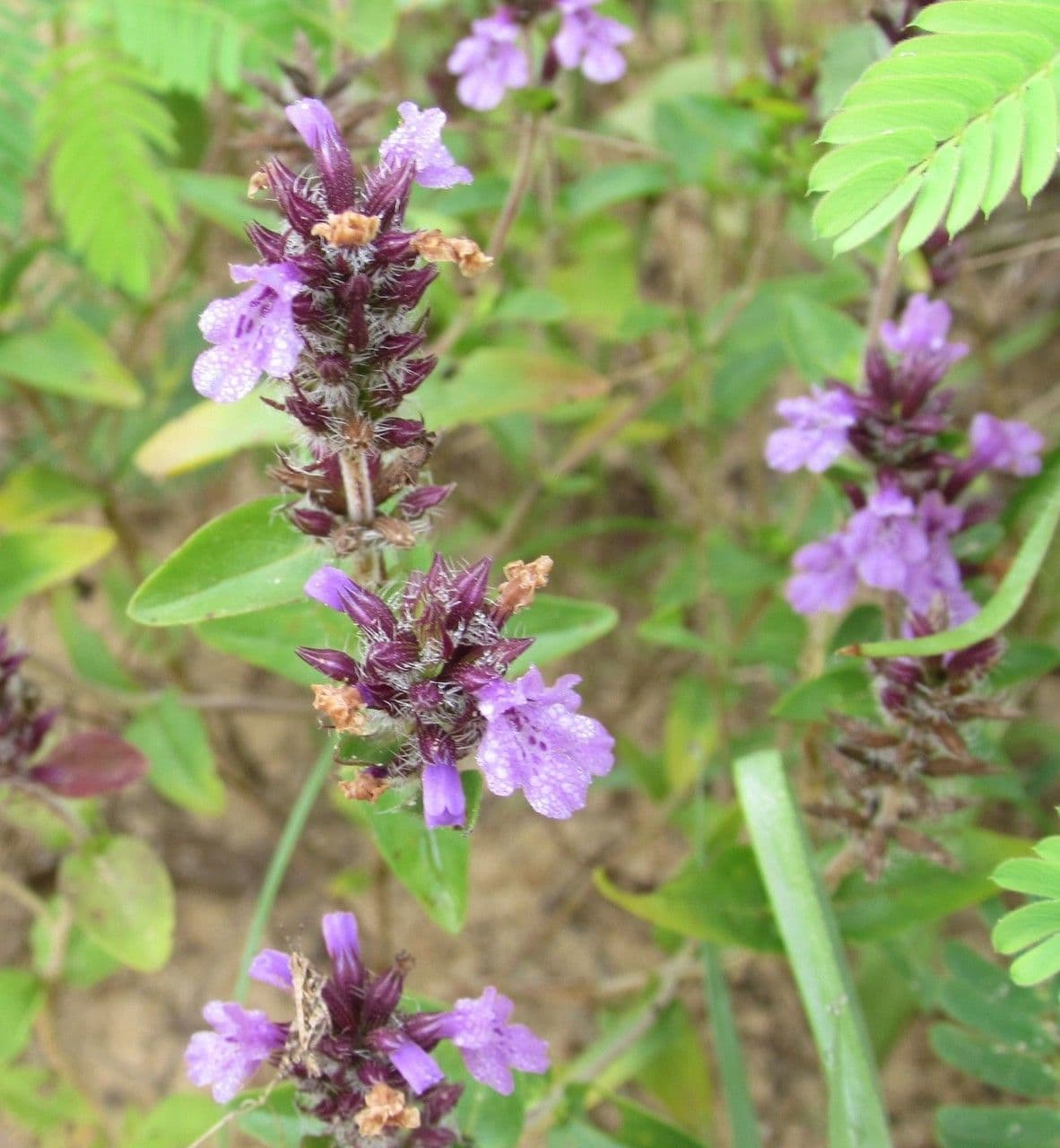 Texas sandmint 2