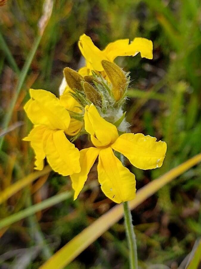 Goodenia