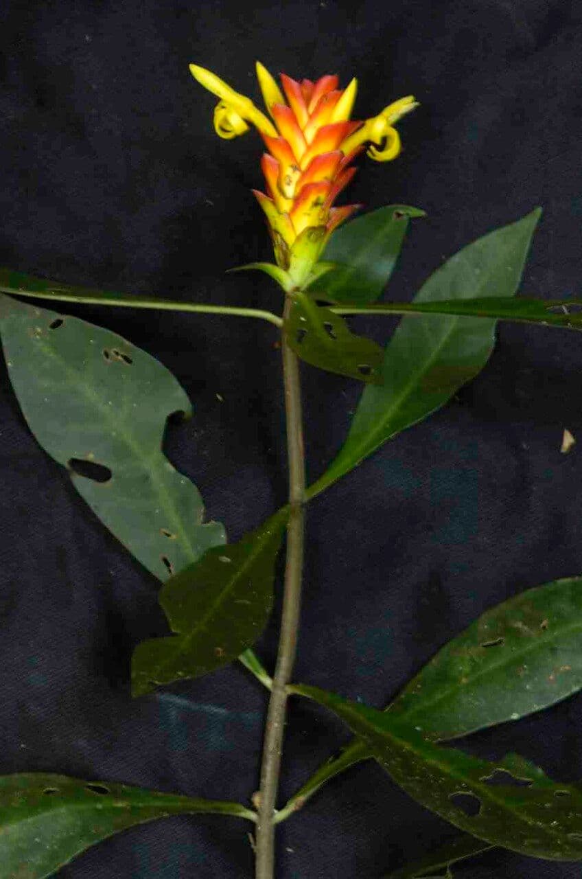 Aphelandra