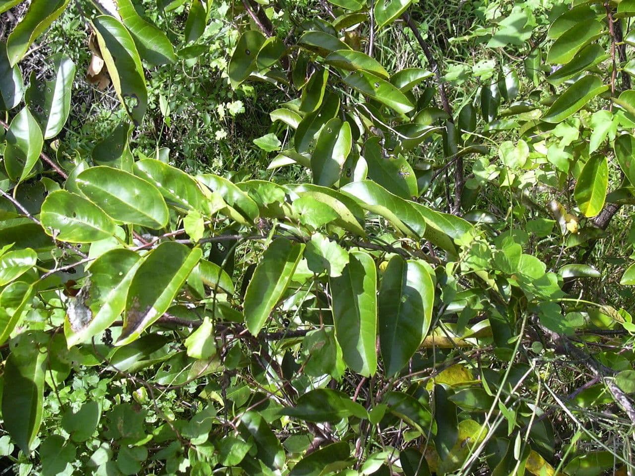 Korkbaum 12