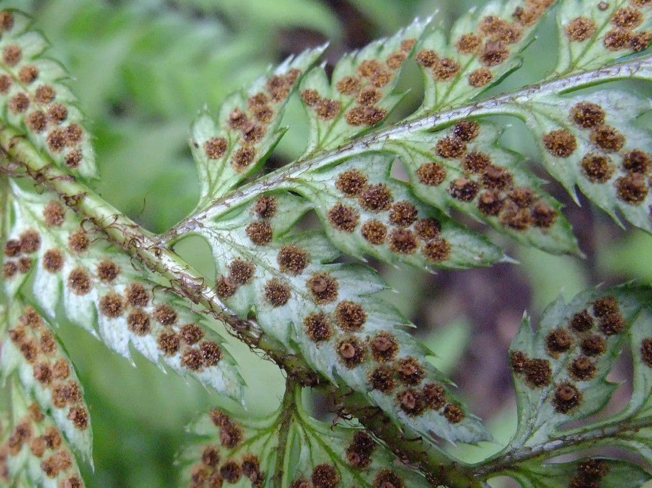 Polystichum 2