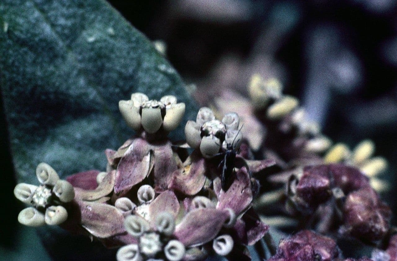 Asclepias 6