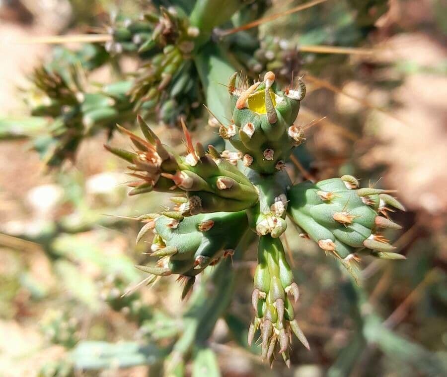 Cholla di Klein 7