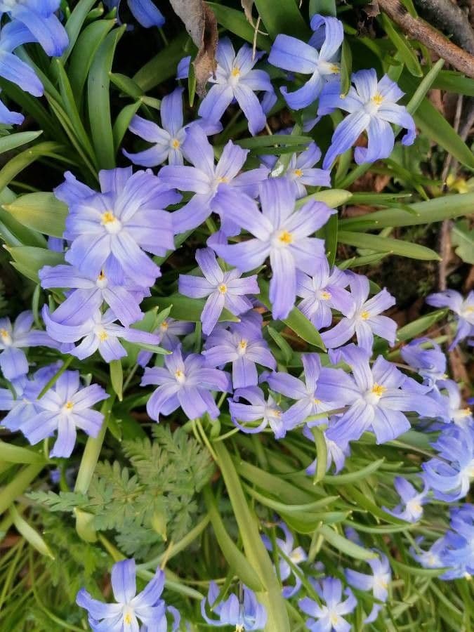 Scilla di Boissier 19