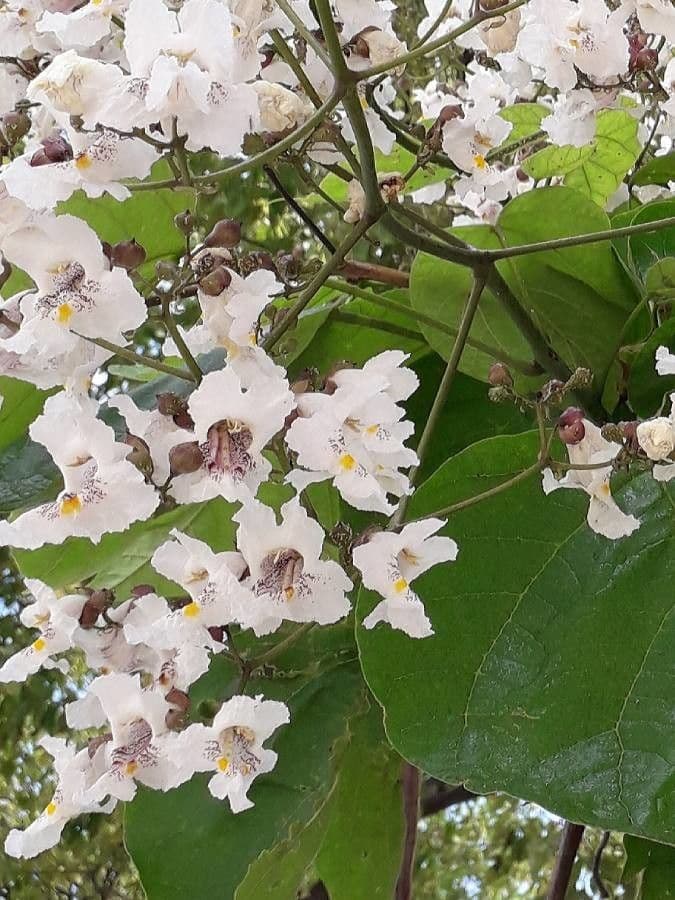 Catalpa comune 8