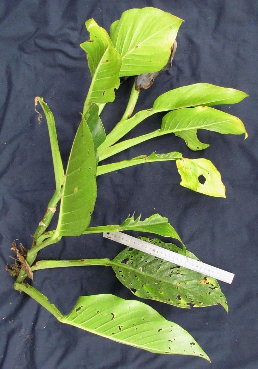 Monstera 14