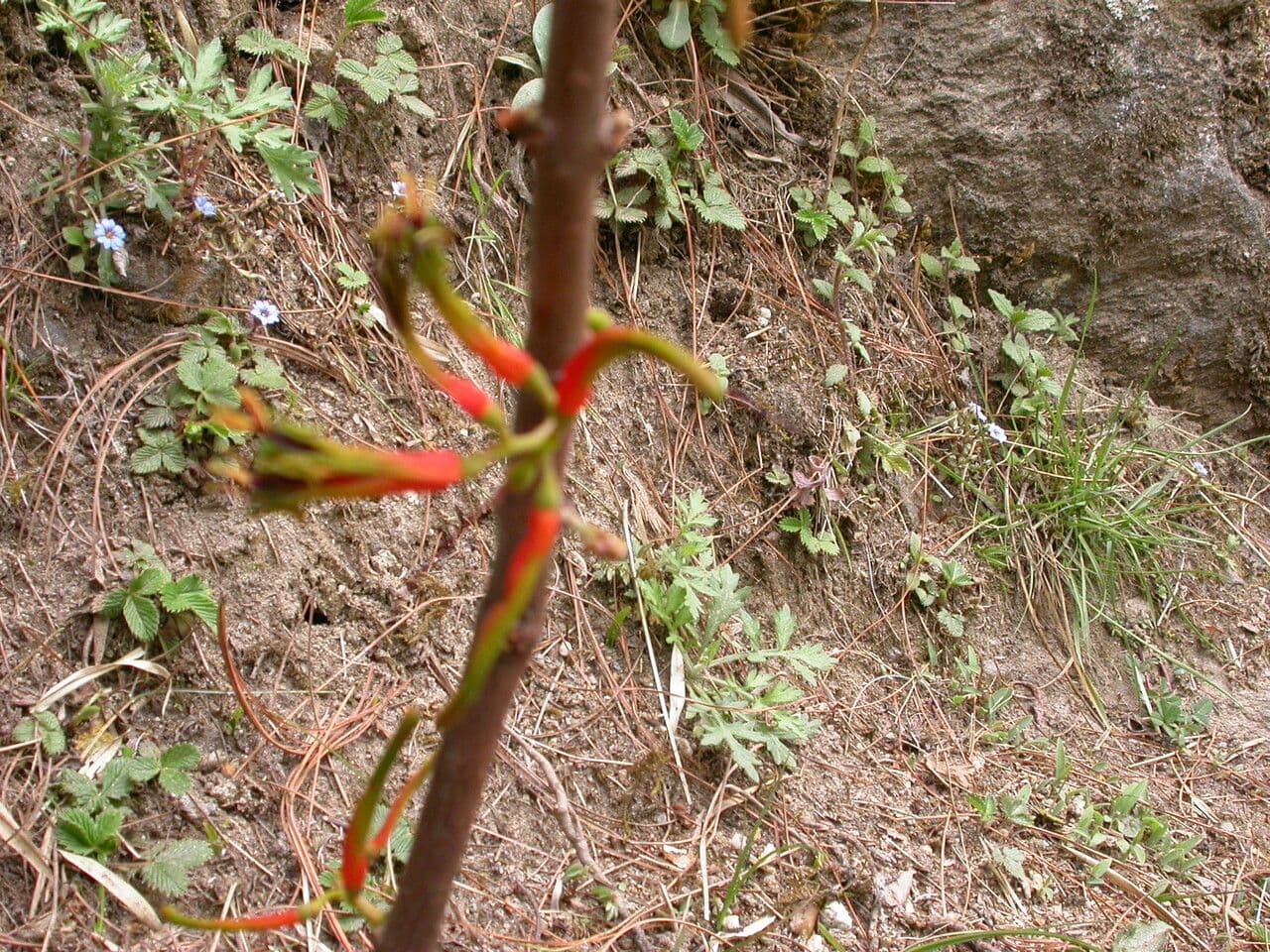 Scurrula 9