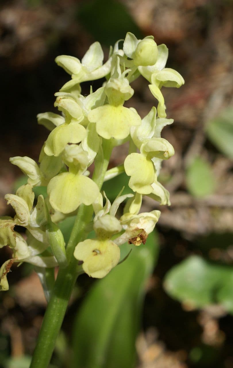 Orchide pallida 4