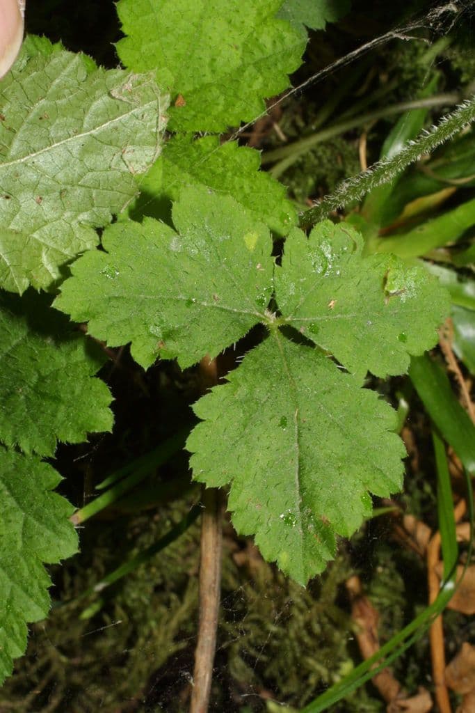 Tiarella trifoliata 11