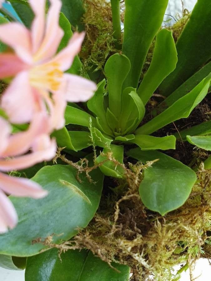 Lewisia a sepali corti 7