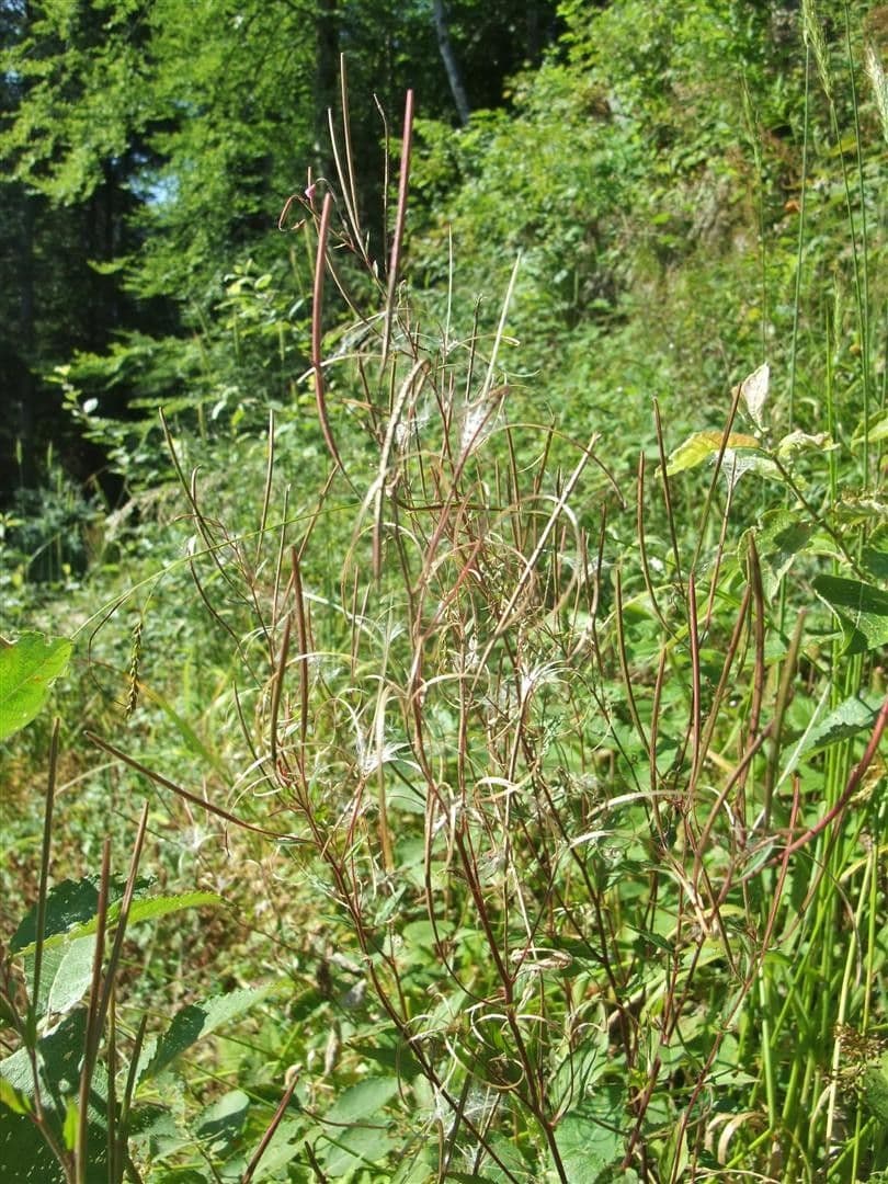 Berg-Weidenröschen 11