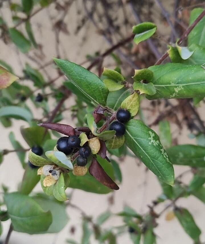 Caprifoglio giapponese
