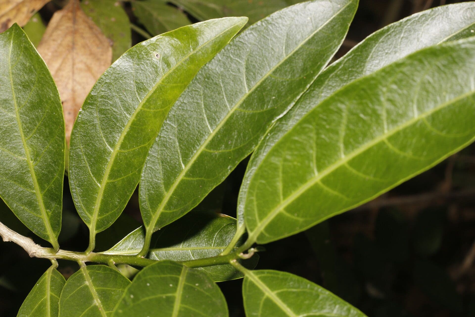 Drüsiges Cestrum 7