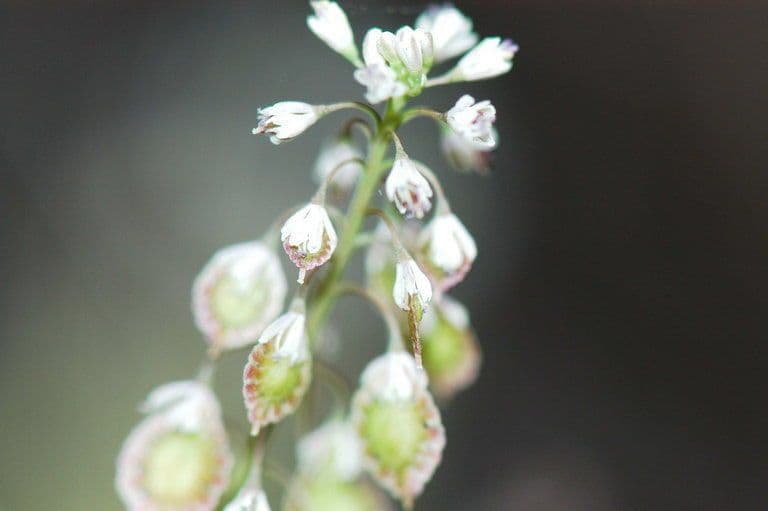 Thysanocarpus laciniato 8