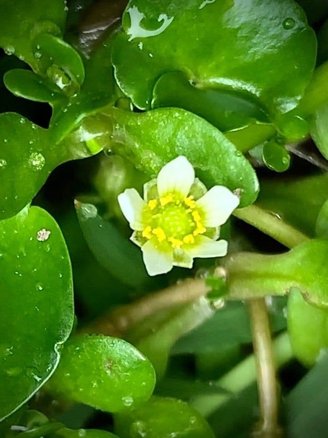 Ranuncolo ederaceo 6