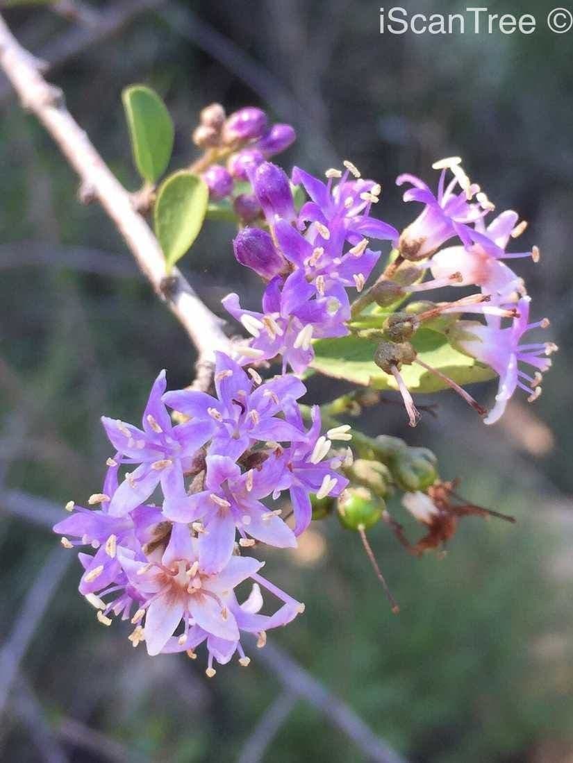 Ehretia rigida 2