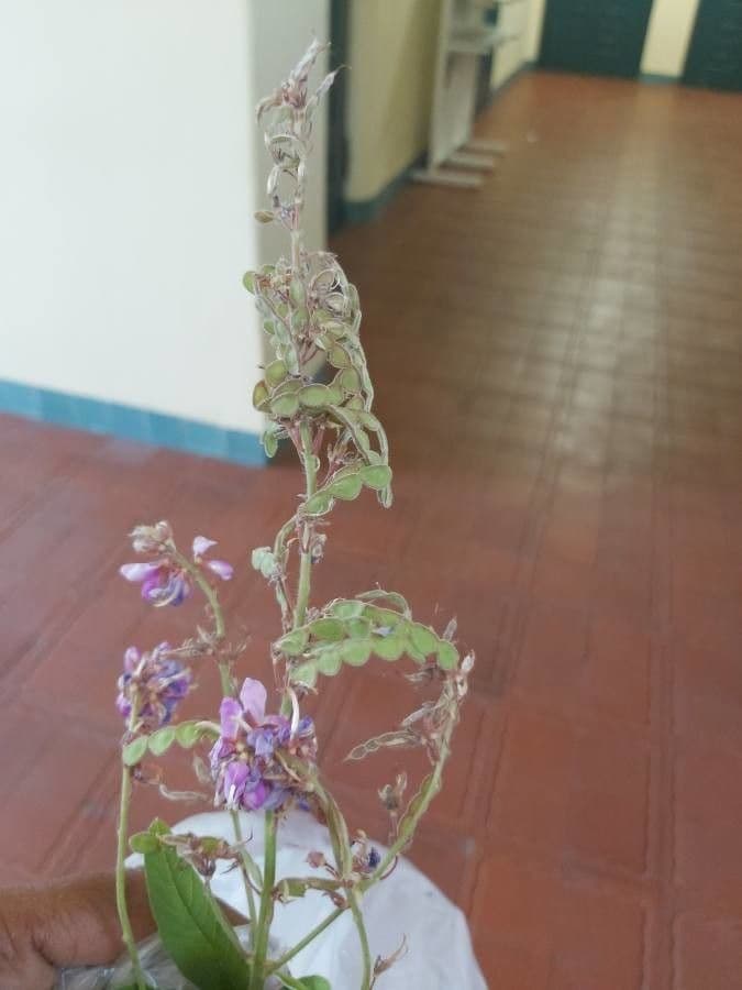 Desmodium canadese 2