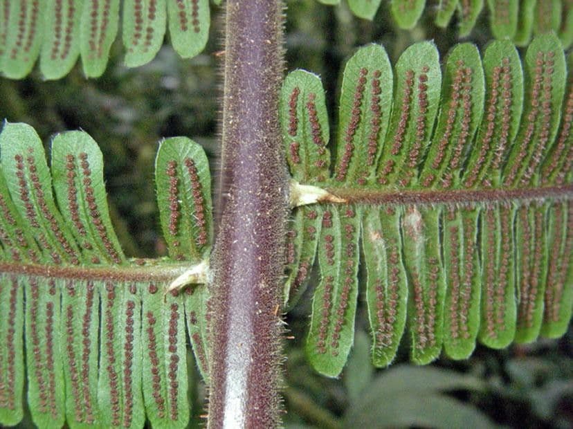 Thelypteris decussata 9