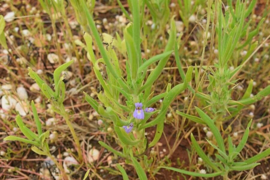 Hygrophila 13