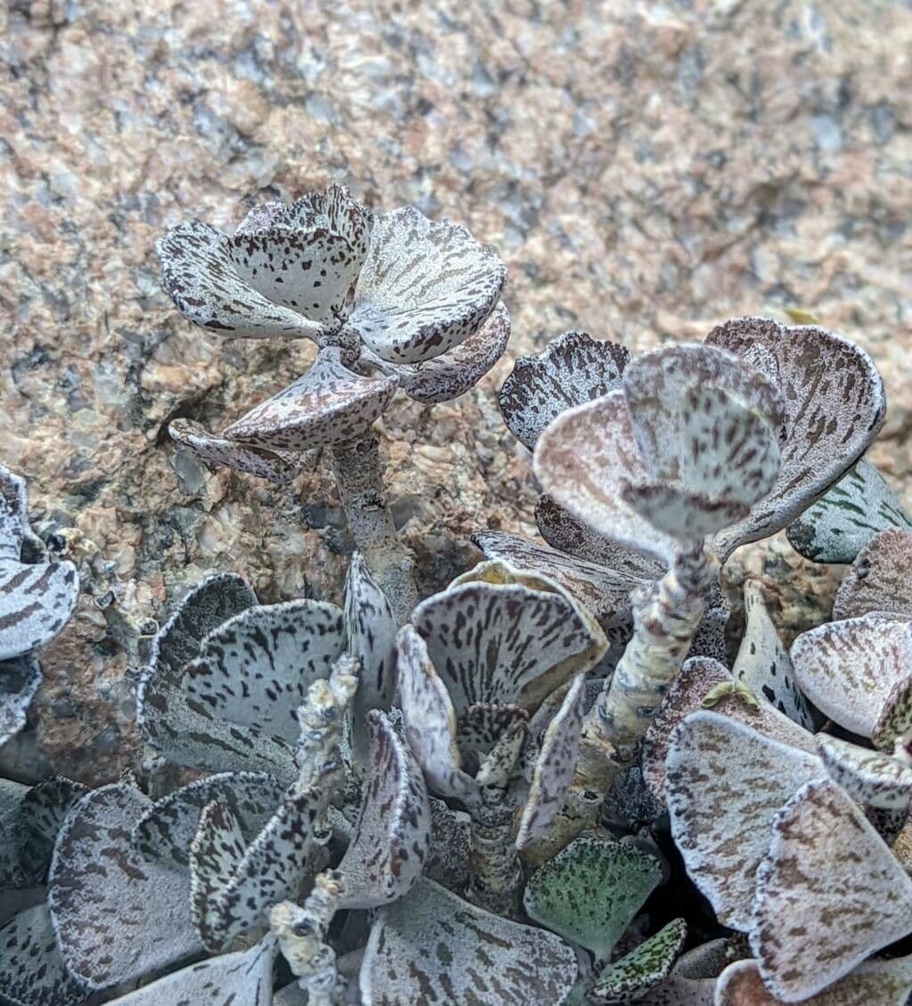 Kalanchoe romboidalna 11