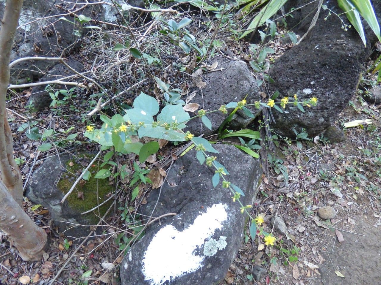 Triumfetta a cinque stami 7