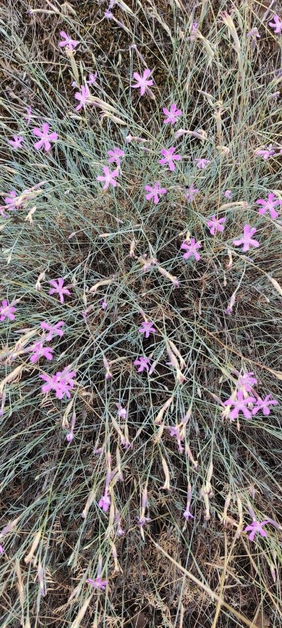 Dianthus 10