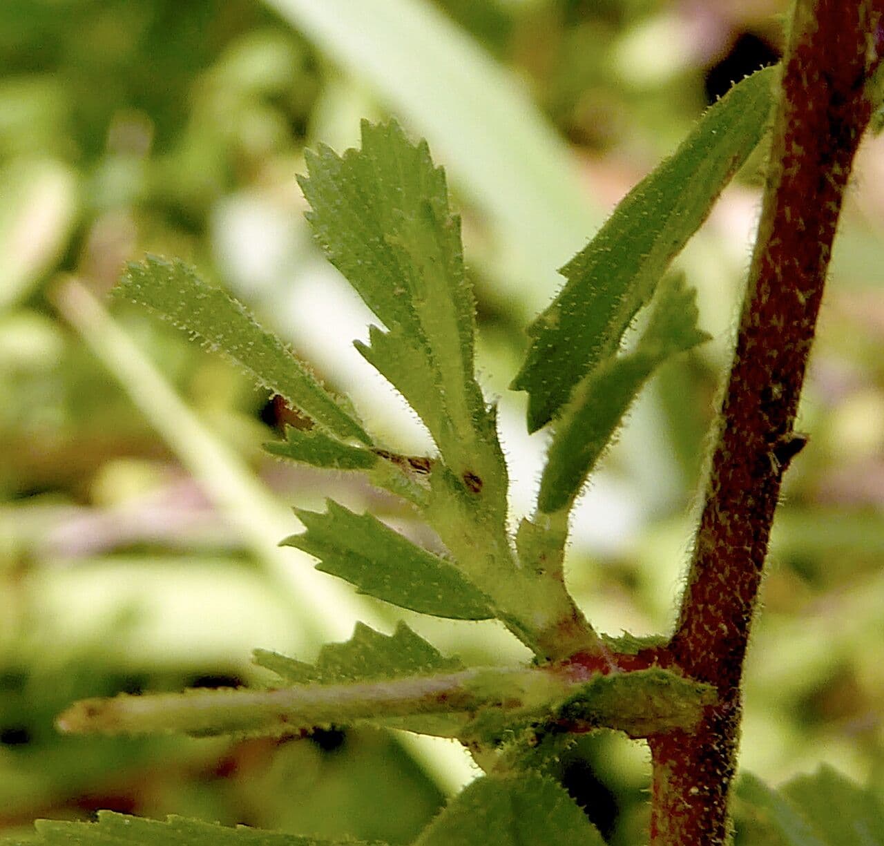 Ononide spinosa 18