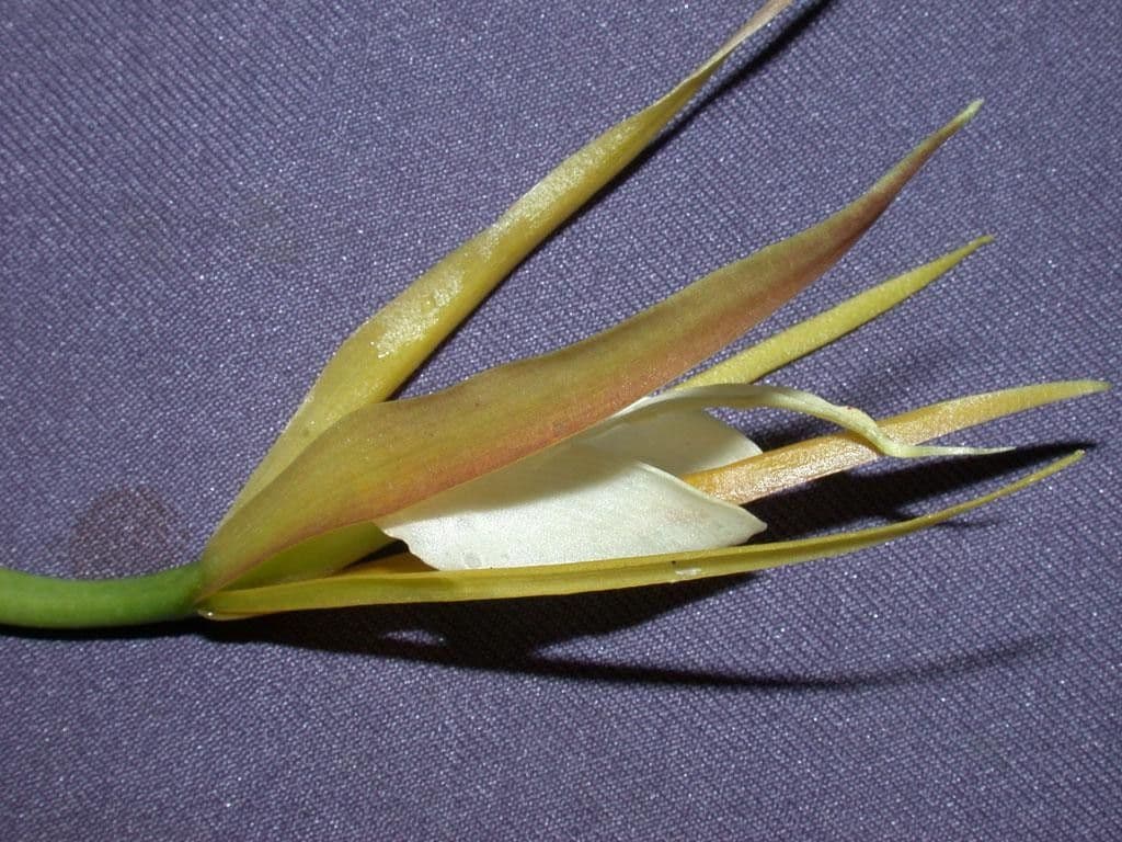 Orchidée nocturne 3