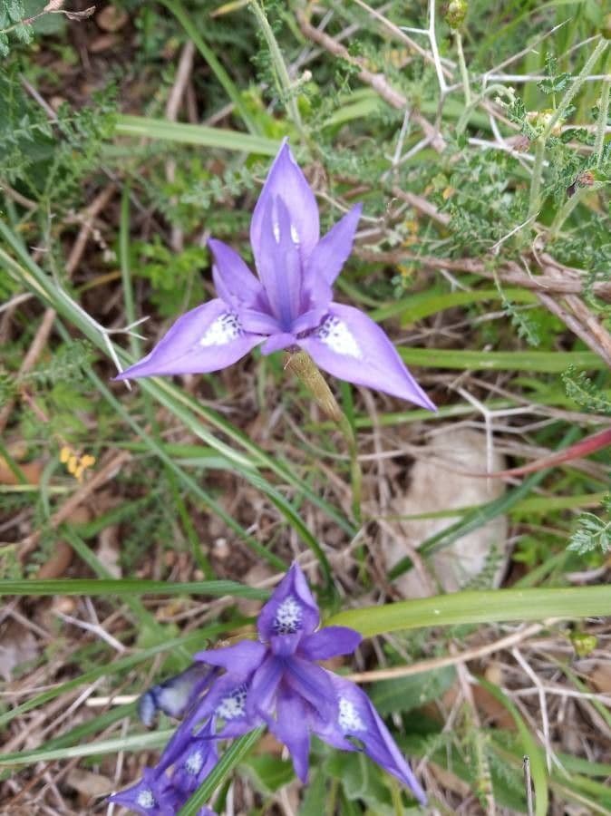 Moraea 19