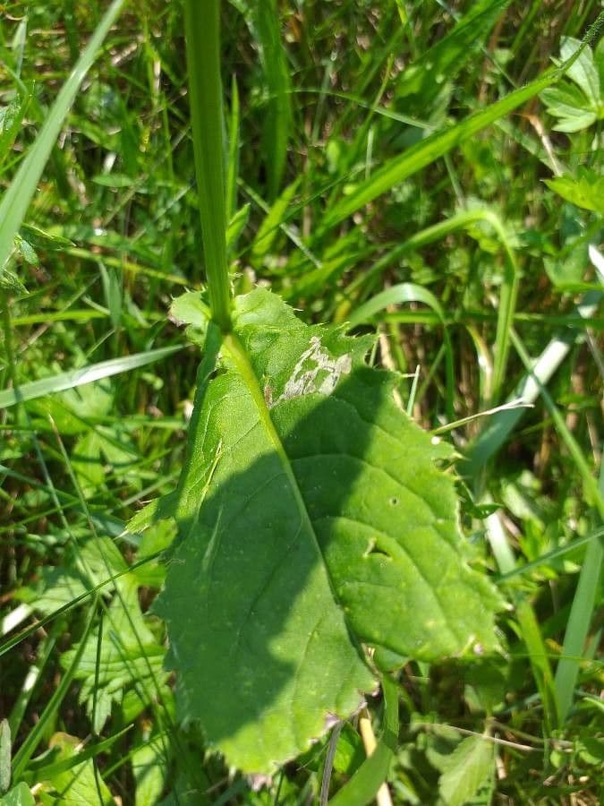 Kohldistel 25