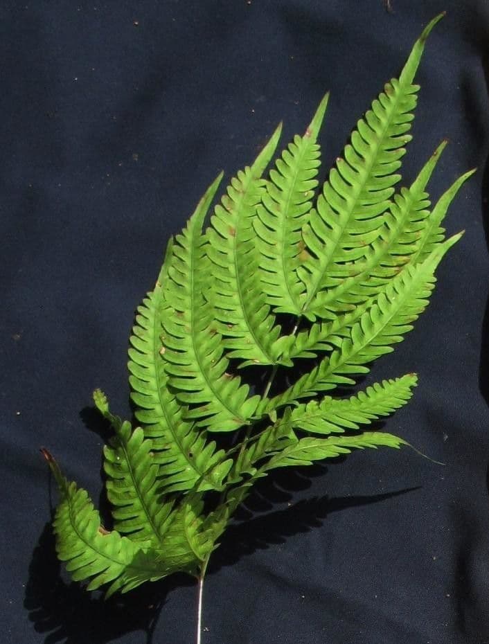 Pteris quadriaurita 8