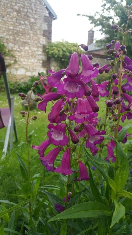 Penstemon di Hartweg 17