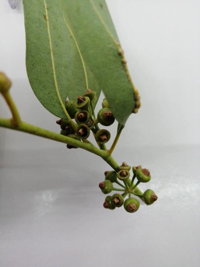 Blauer Eukalyptus 2