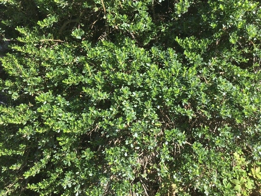 Baccharis 5