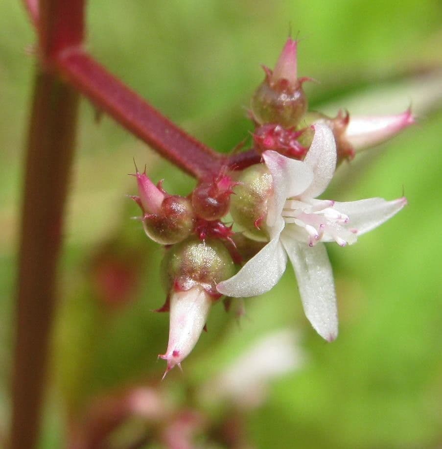 Aciotis purpurascens 4