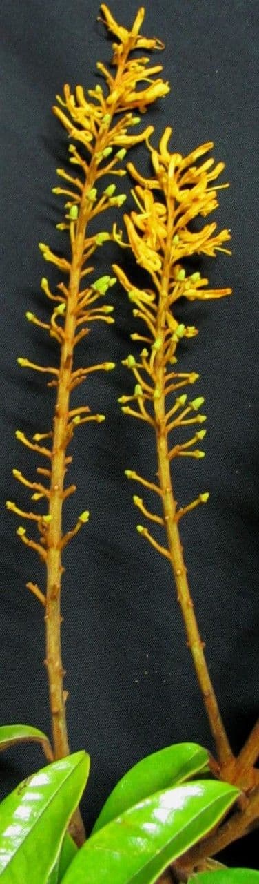 Vochysia 24
